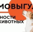 Чем опасен самовыгул для вашего питомца? - Кигинский район